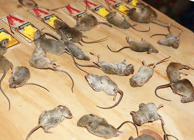 mouse trapping