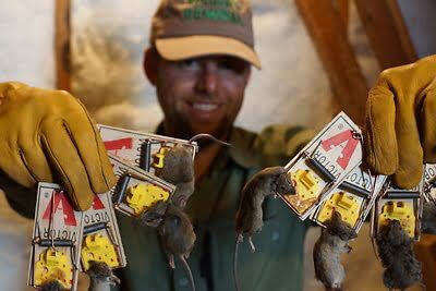 rodent trapping
